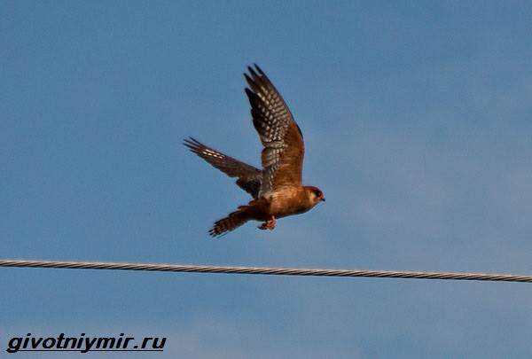 Сокол-птица-образ жизни-и-среда обитания-птицы-копчик-6