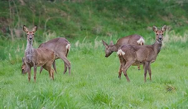 Кормёшка у косуль Кормёшка у косуль