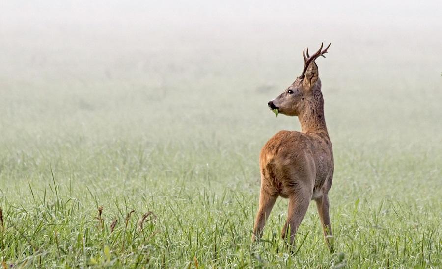 Любопытство косули Любопытство косули