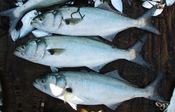 фото и название хищного вида