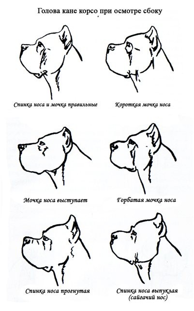 Контроль собак