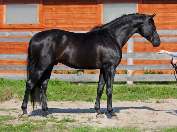 Русская верховая лошадь