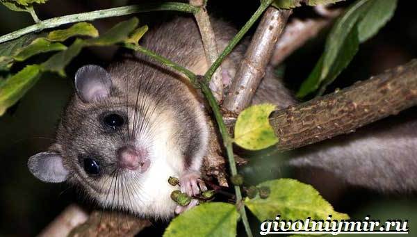 Садовая-соня-животное-Образ-жизни-и-среда-обитания-садовой-сони-12
