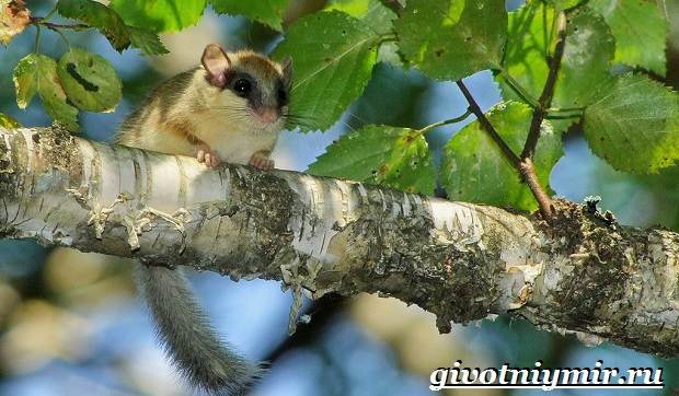 Садовая-соня-животное-Образ-жизни-и-среда-обитания-садовой-сони-8