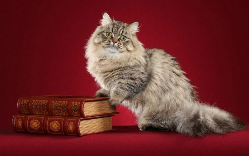 Наполеон - редкие породы кошек