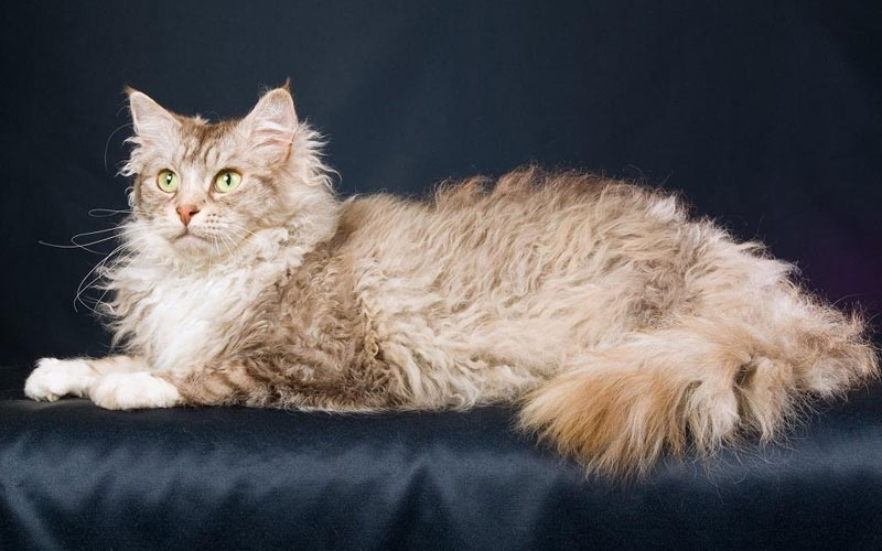 Лаперм - редкие породы кошек