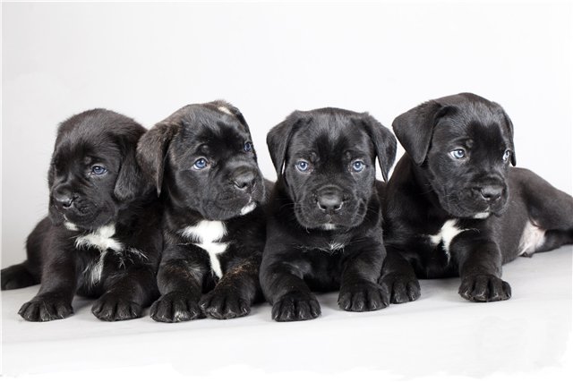 Корсиканские щенки