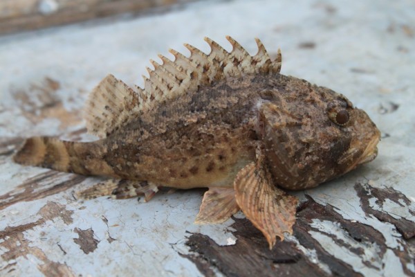 ядовитый скорпион