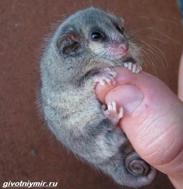 Соня-полчок-животное-Образ-жизни-и-среда-обитания-сони-полчок-3