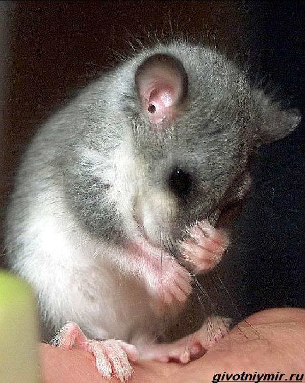 Соня-полчок-животное-Образ-жизни-и-среда-обитания-сони-полчок-6