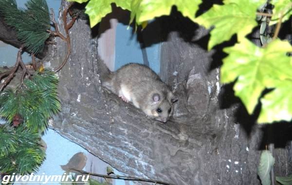 Соня-полчок-животное-Образ-жизни-и-среда-обитания-сони-полчок-7