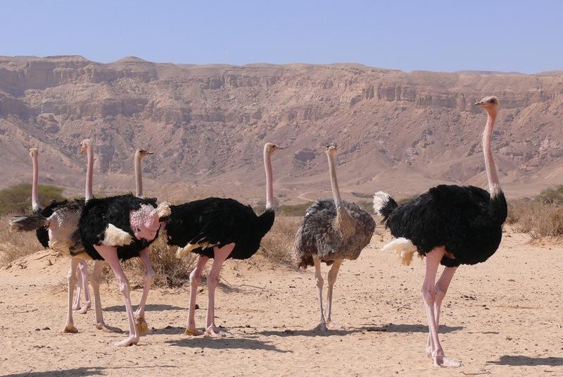 Страус: интересные факты, кто предок, какая лапа, езда людей