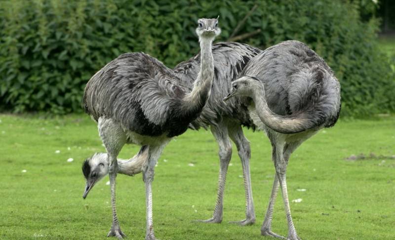 Страус: интересные факты, кто предок, какая лапа, езда людей