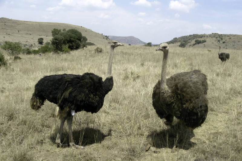 Страус: интересные факты, кто предок, какая лапа, езда людей