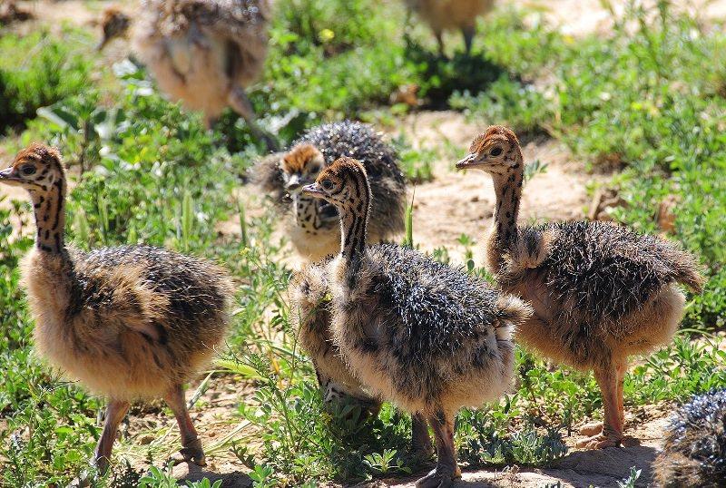 Страус: интересные факты, кто предок, какая лапа, езда людей