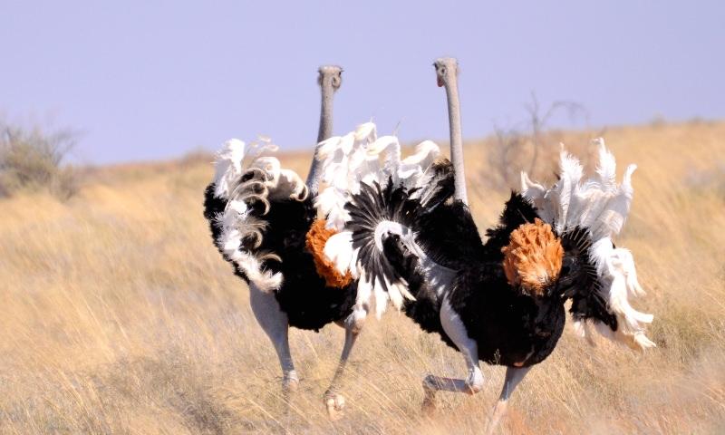 Страус: интересные факты, кто предок, какая лапа, езда людей