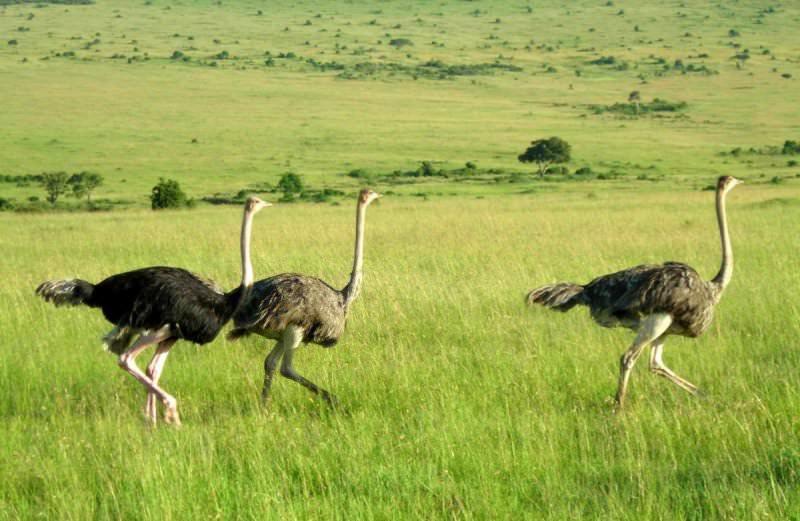 Страус: интересные факты, кто предок, какая лапа, езда людей