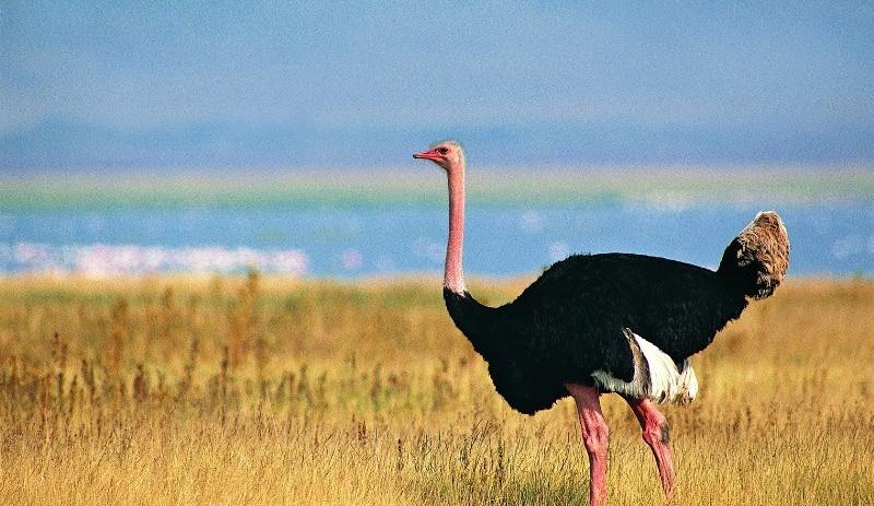 Страус: интересные факты, кто предок, какая лапа, езда людей