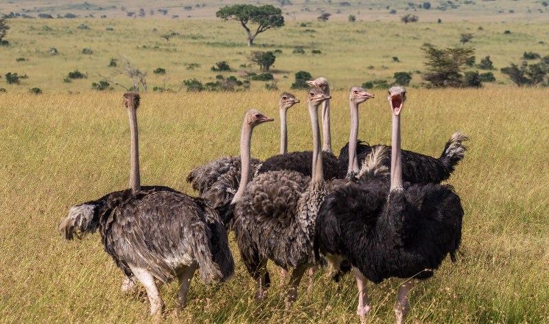 Страус: интересные факты, кто предок, какая лапа, езда людей