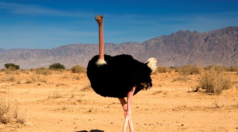 Страус: интересные факты, кто предок, какая лапа, езда людей