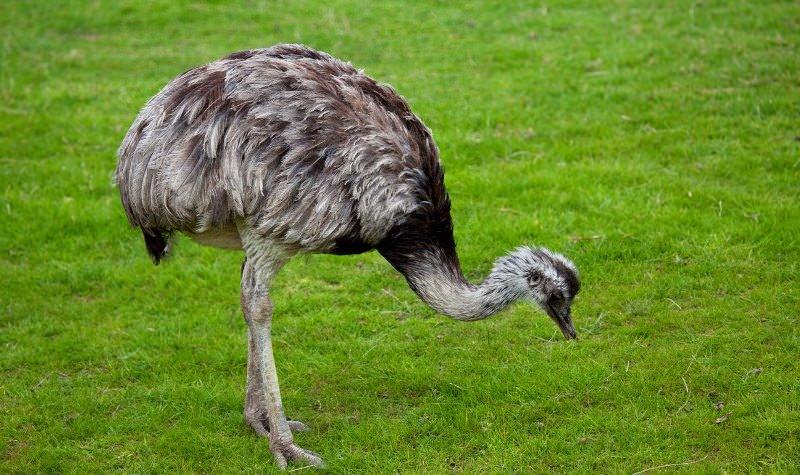 Страус: интересные факты, кто предок, какая лапа, езда людей
