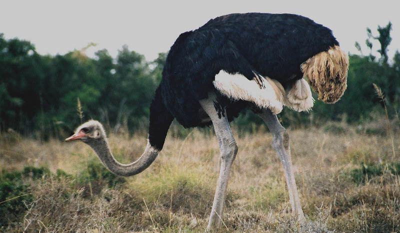 Страус: интересные факты, кто предок, какая лапа, езда людей