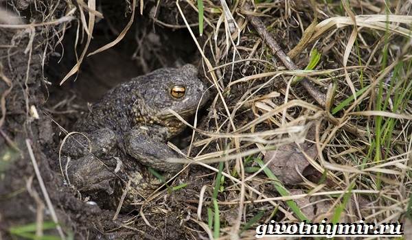 Грунтовая жаба-образ жизни и среда обитания-1