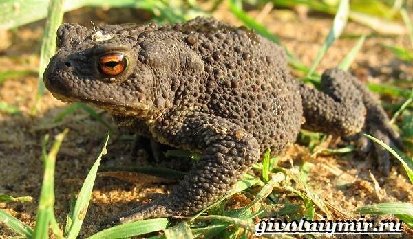 Грунтовая жаба-образ жизни и среда обитания-2