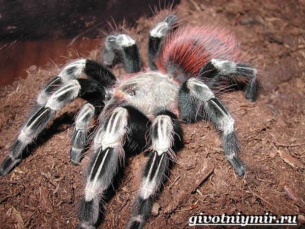 Животные-Украины-Описание-названия-и-особенности-животных-Украины-10