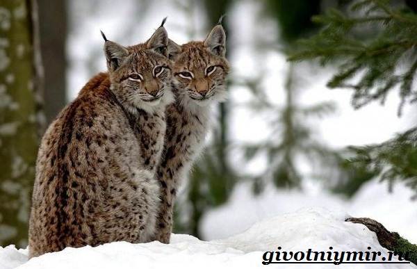 Животные-Украины-Описание-названия-и-особенности-животных-Украины-11