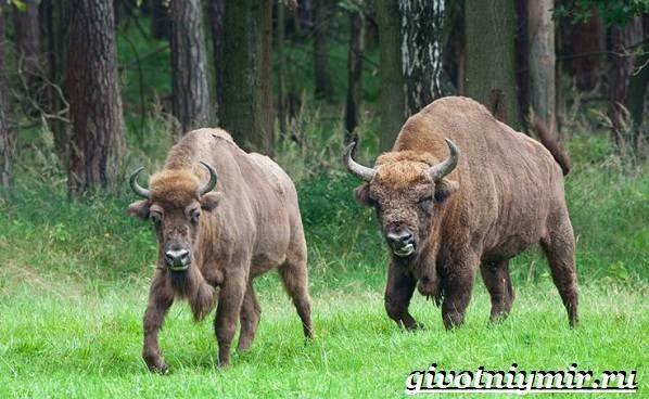 Животные-Украины-Описание-названия-и-особенности-животных-Украины-14