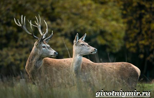 Животные-Украины-Описание-названия-и-особенности-животных-Украины-15
