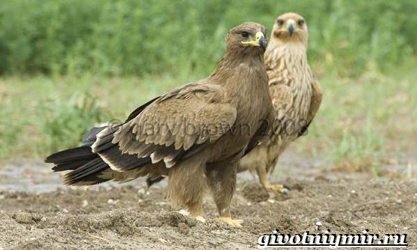 Животные-Украины-Описание-названия-и-особенности-животных-Украины-16