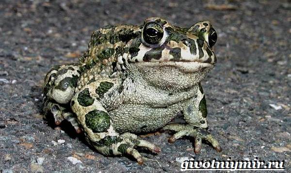 Животные-Украины-Описание-названия-и-особенности-животных-Украины-20