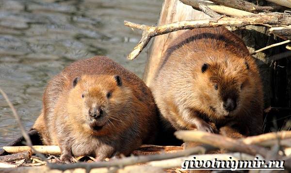 Животные-Украины-Описание-названия-и-особенности-животных-Украины-7