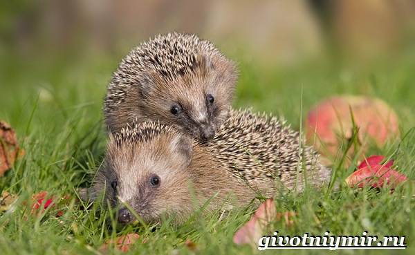 Животные-Украины-Описание-названия-и-особенности-животных-Украины-9