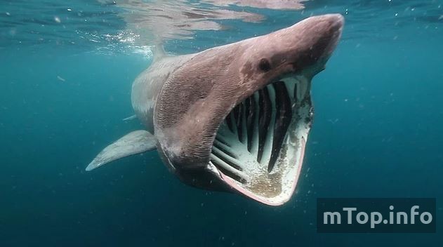 Гигантская акула