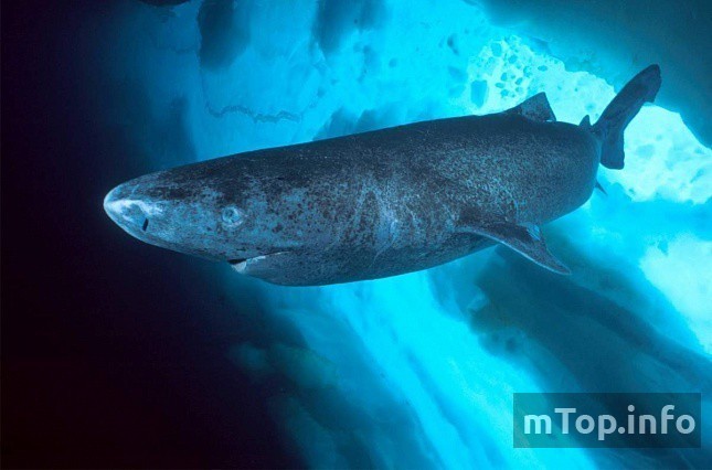 Полярная гренландская акула