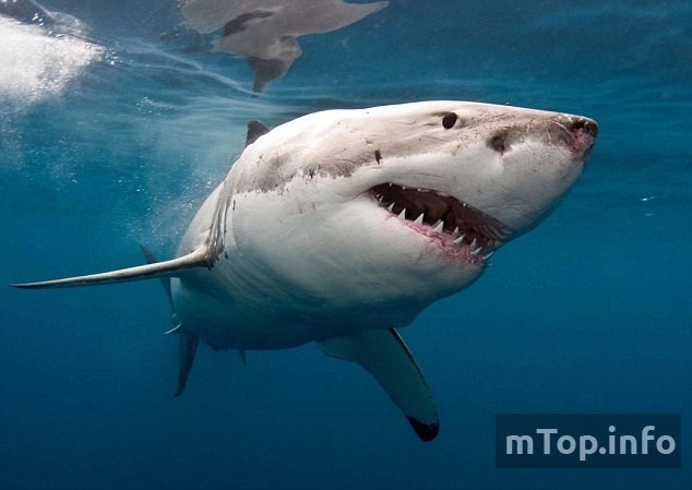 Белая акула