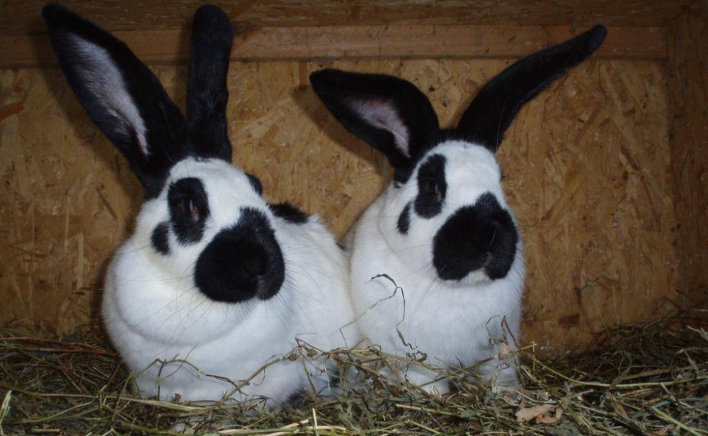 Два кролика бабочки