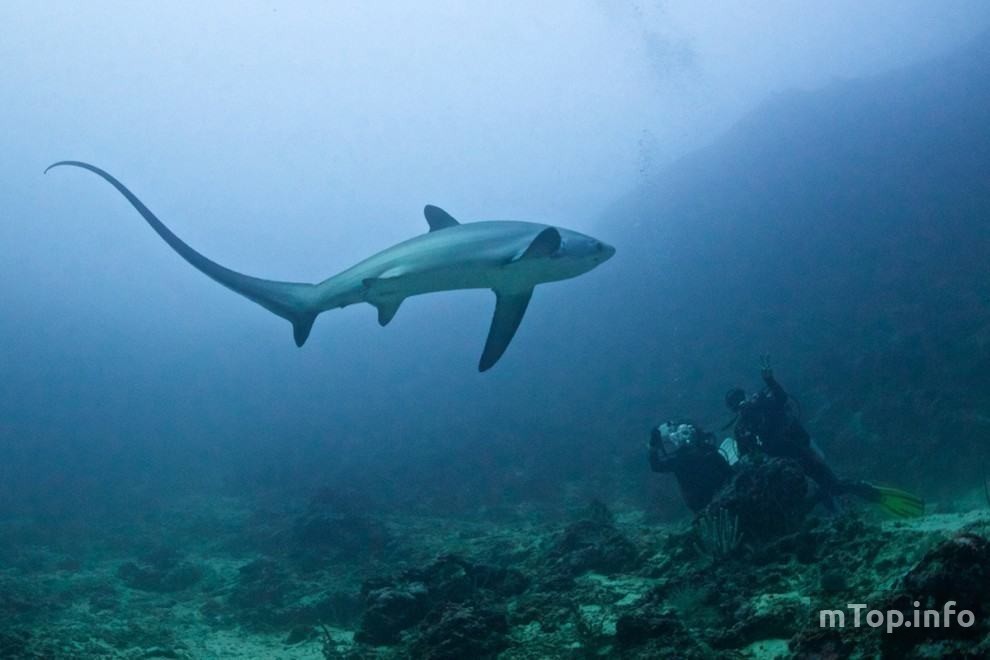 Лисья акула