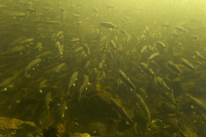 Где расплав предпочитает находиться