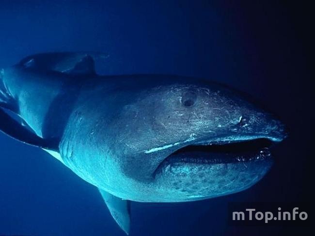 Большеротая пелагическая акула