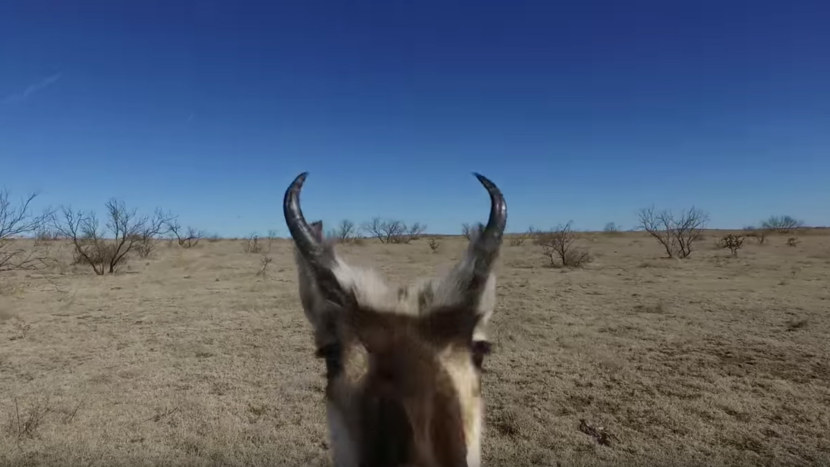 Антилопа — описание, места обитания, классификация + 72 фото
