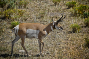 Антилопа-23-300x200.jpg