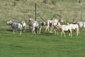 Антилопа-31-300x200.jpg