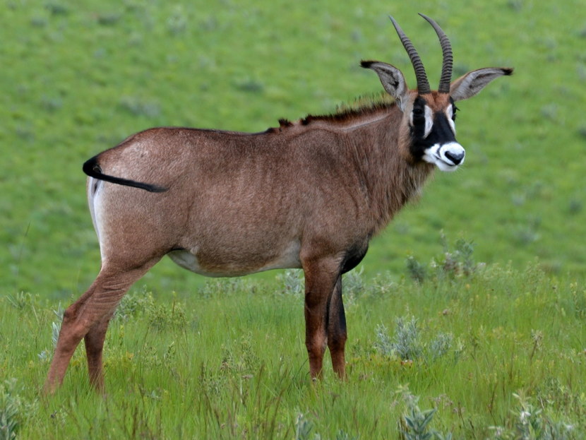 Антилопа — описание, места обитания, классификация + 72 фото