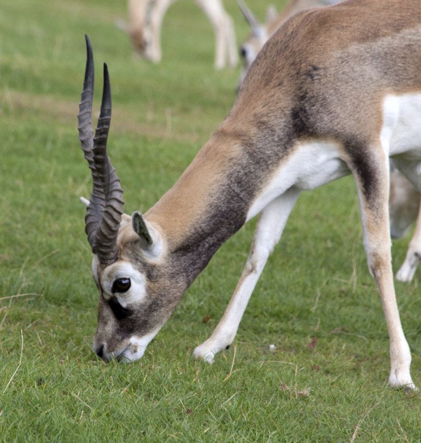 Антилопа — описание, места обитания, классификация + 72 фото