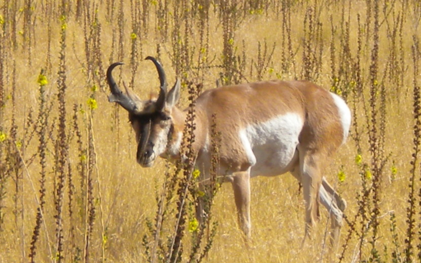 Антилопа — описание, места обитания, классификация + 72 фото