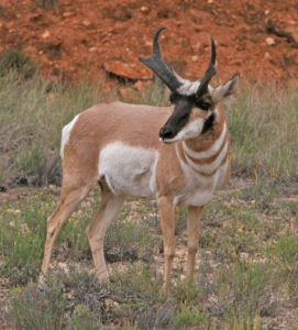 Антилопа-7-271x300.jpg
